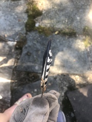 Melanerpes carolinus