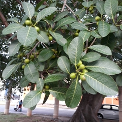 Ficus crocata