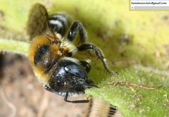 Hoplitis beijingensis