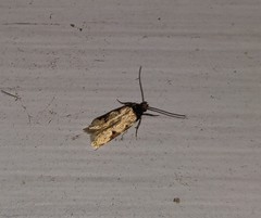 Taygete attributella