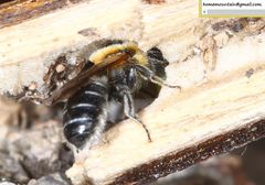 Hoplitis beijingensis