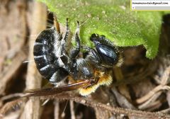 Hoplitis beijingensis