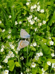 Polyommatus thersites