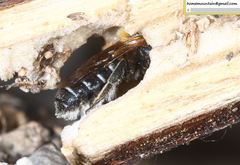 Hoplitis beijingensis