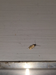 Taygete attributella