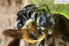 Hoplitis beijingensis