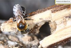 Hoplitis beijingensis