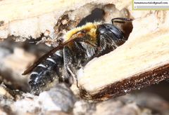 Hoplitis beijingensis