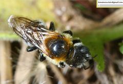 Hoplitis beijingensis