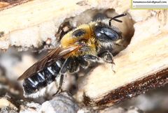 Hoplitis beijingensis