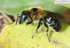 Hoplitis beijingensis