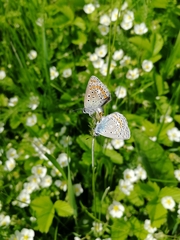 Polyommatus thersites