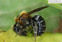 Hoplitis beijingensis