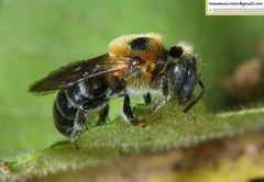 Hoplitis beijingensis