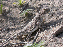 Phrynocephalus persicus