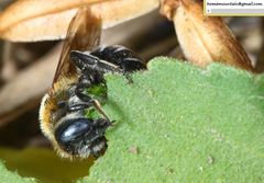 Hoplitis beijingensis