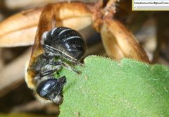 Hoplitis beijingensis