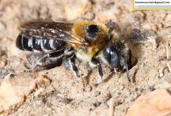 Hoplitis beijingensis