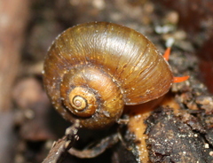 Neocyclotus dysoni