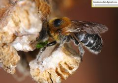 Hoplitis beijingensis