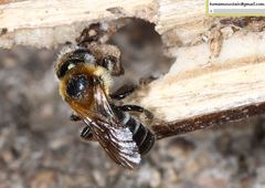 Hoplitis beijingensis