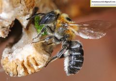 Hoplitis beijingensis