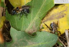 Hoplitis beijingensis