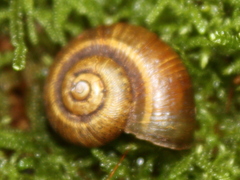 Neocyclotidae