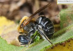 Hoplitis beijingensis