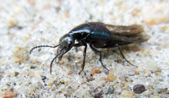 Philonthus caeruleipennis