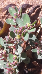 Euphorbia prostrata