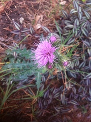 Cirsium rhaphilepis