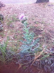 Cirsium rhaphilepis