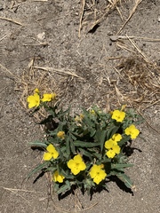 Camissoniopsis pallida