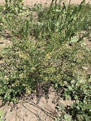 Lepidium apetalum