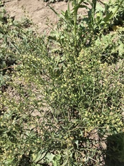 Lepidium apetalum