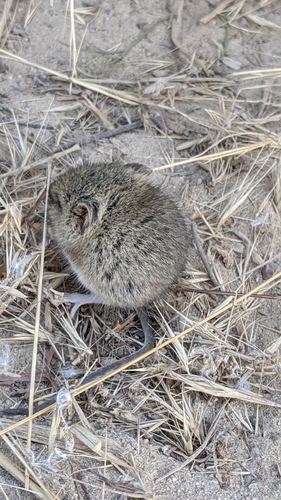 Western Harvest Mouse
