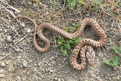 Zamenis hohenackeri