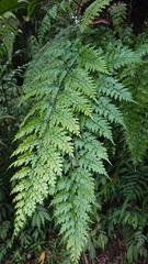 Asplenium pseudolaserpitiifolium