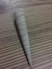 Turritella