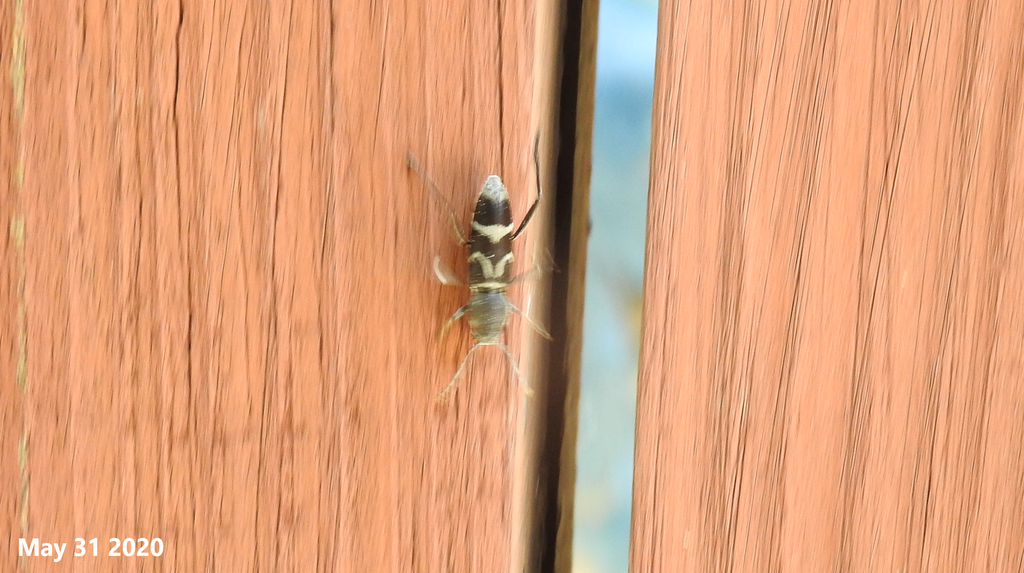Perissus fairmairei from Anheungmyeon, Hoengseonggun, Gangwondo