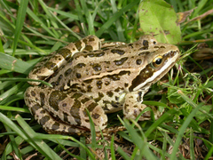 Rana macrocnemis