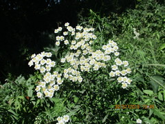 Achillea ptarmica