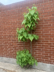 Catalpa speciosa