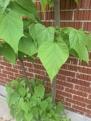 Catalpa speciosa