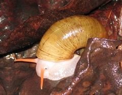 Neocyclotus dysoni