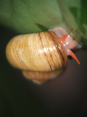 Neocyclotus dysoni