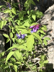 Vicia venosa baicalensis