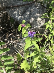 Vicia venosa baicalensis
