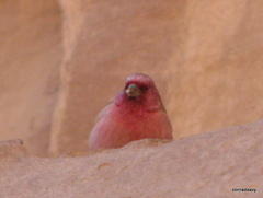 Carpodacus synoicus